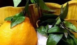 娱乐吃瓜酱四川眉山,眉山美食之旅，探寻四川风情