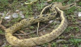 南京大花蛇最新爆料,揭秘神秘事件背后真相