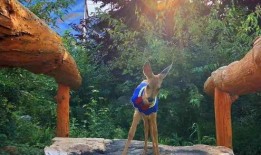 狍子先生爆料视频播放在线观看,独家解析幕后真相