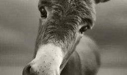 二驴子媳妇最新爆料视频,最新爆料视频揭秘真相