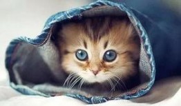 娱乐吃瓜君和罗小猫